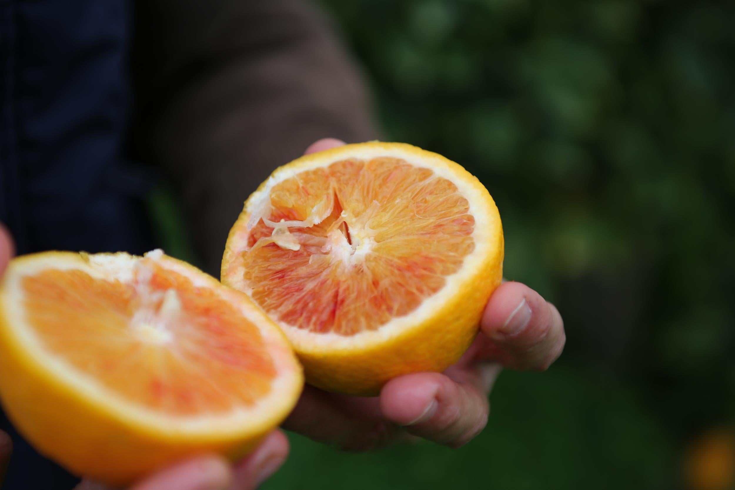 Giangiacomo Borghese. The Borghese were the first organic citrus suppliers in Sicily, and sell exclusively to Abel &amp; Cole in the UK