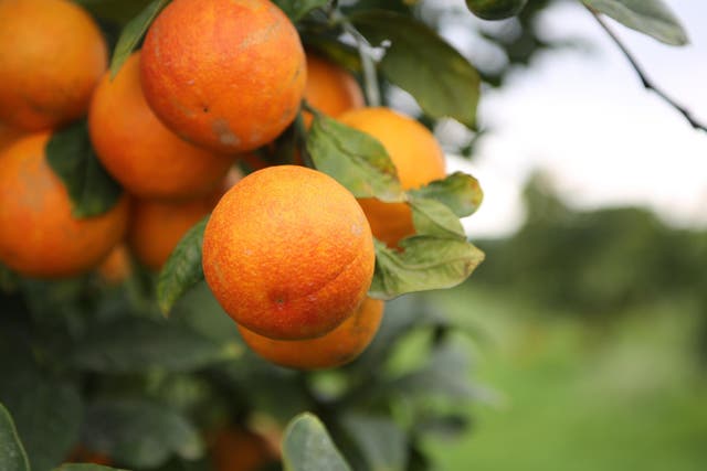 The Borghese family's 85-hectare organic citrus farm in Lentini is located next to Mount Etna and grows organic blood oranges