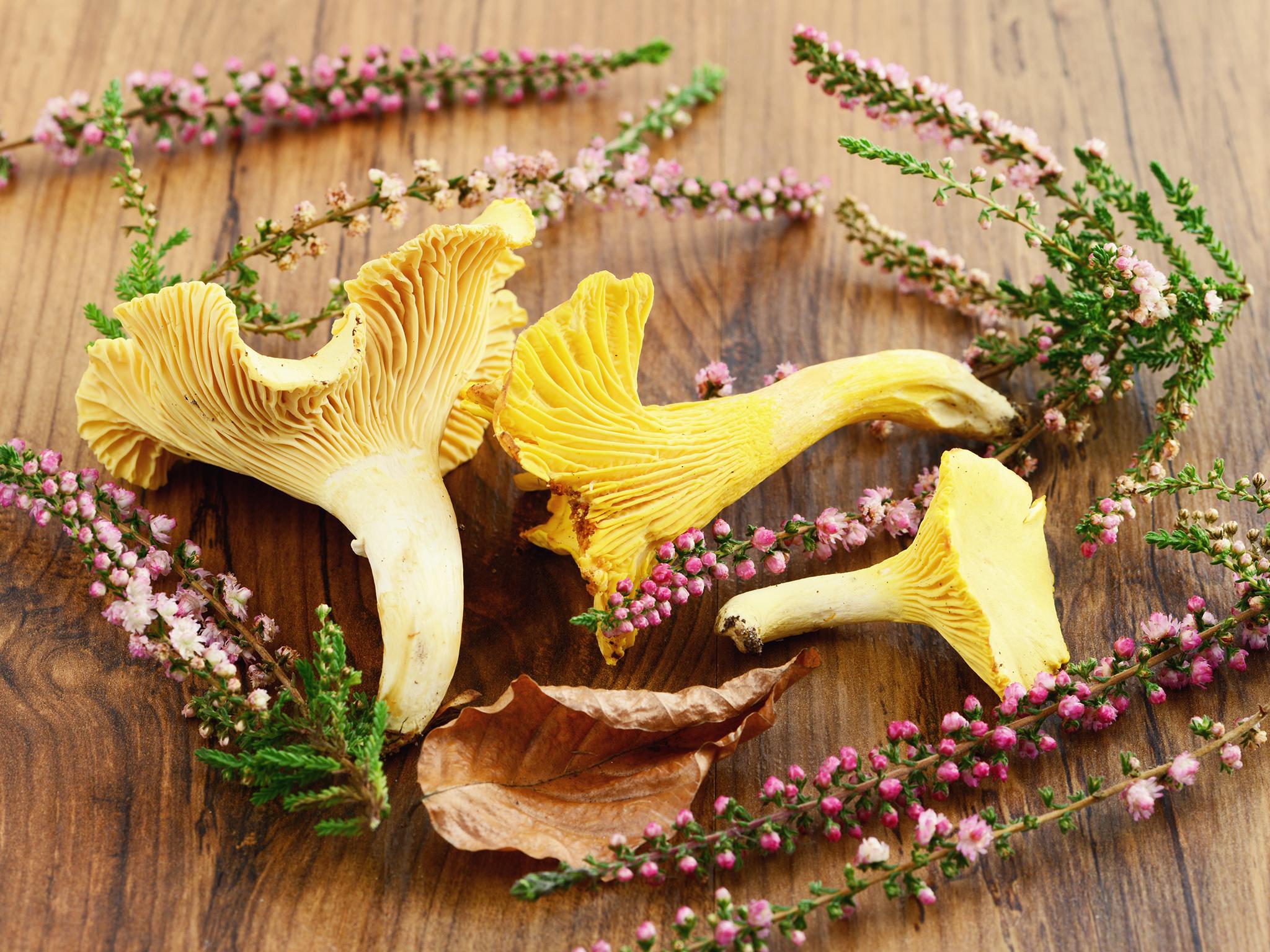 Foraged beers can contain anything from honey to mushrooms