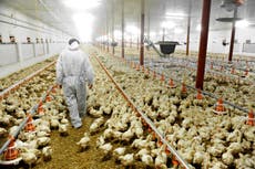 ‘Inherent cruelty’ of factory farming exposed by undercover woman