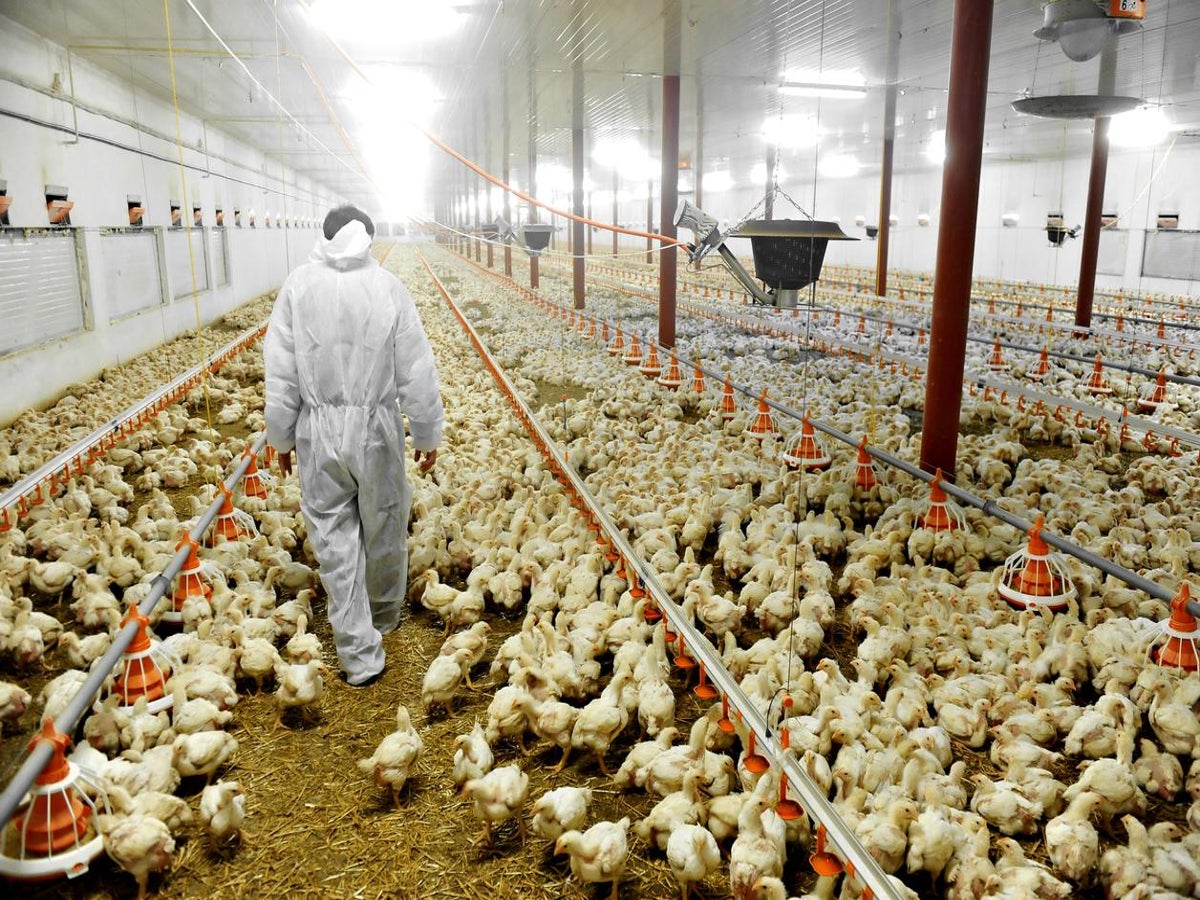 The undercover investigators exposing animal abuse in factory farms | The  Independent | The Independent