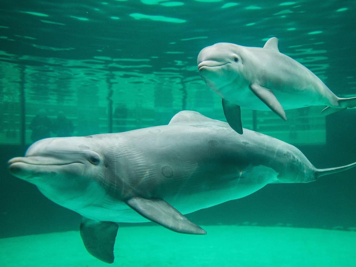 Dolphins escape sea park in Japanese town infamous for brutal hunts ...