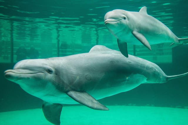Tourists can touch and swim with the animals at DolphinBase in Taiji (file photo)