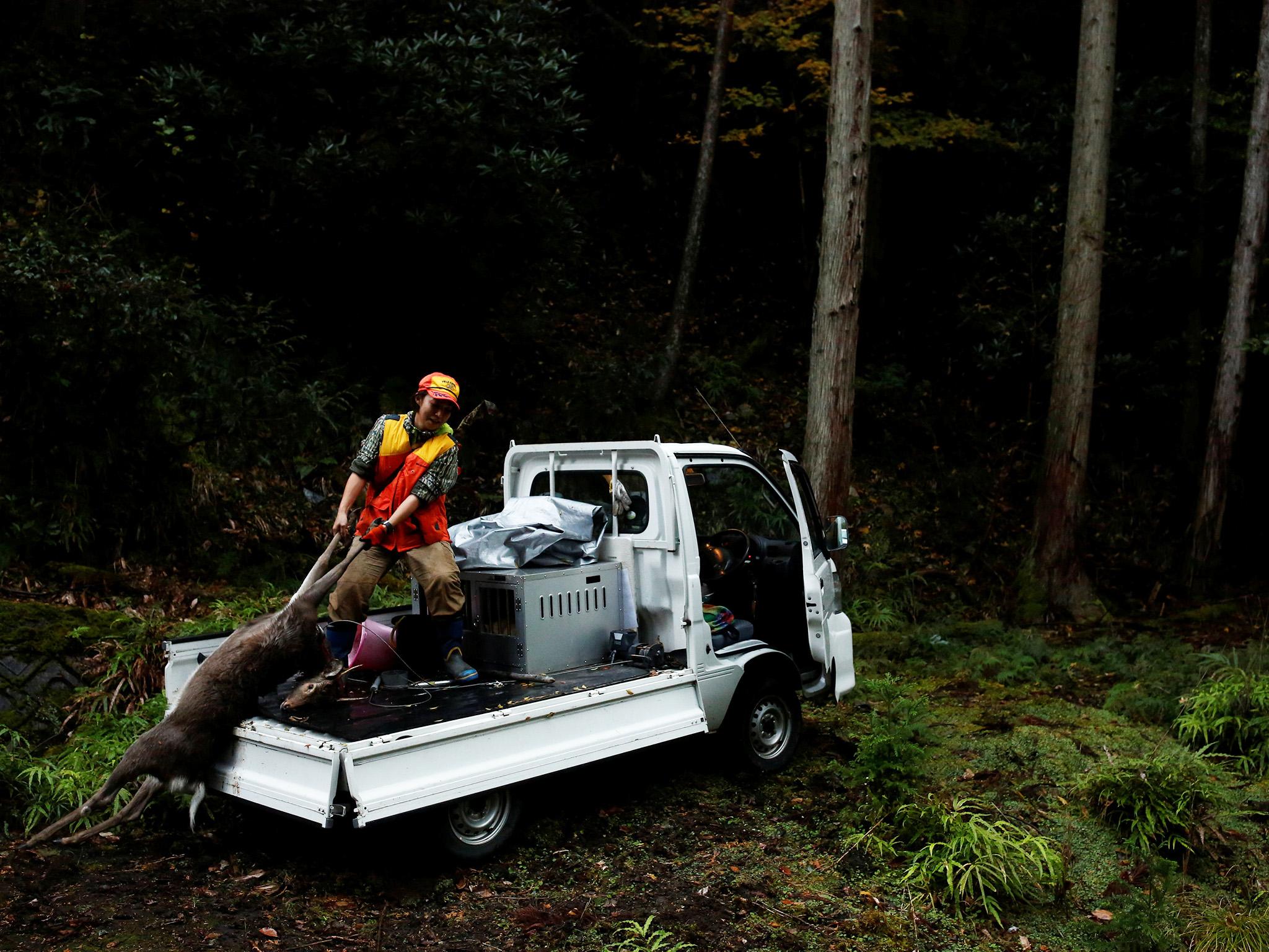 Hunter Chiaki Kodama loads a deer she shot onto her truck in a forest outside Oi