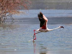 Africa’s most toxic lakes are a paradise for fearless flamingos