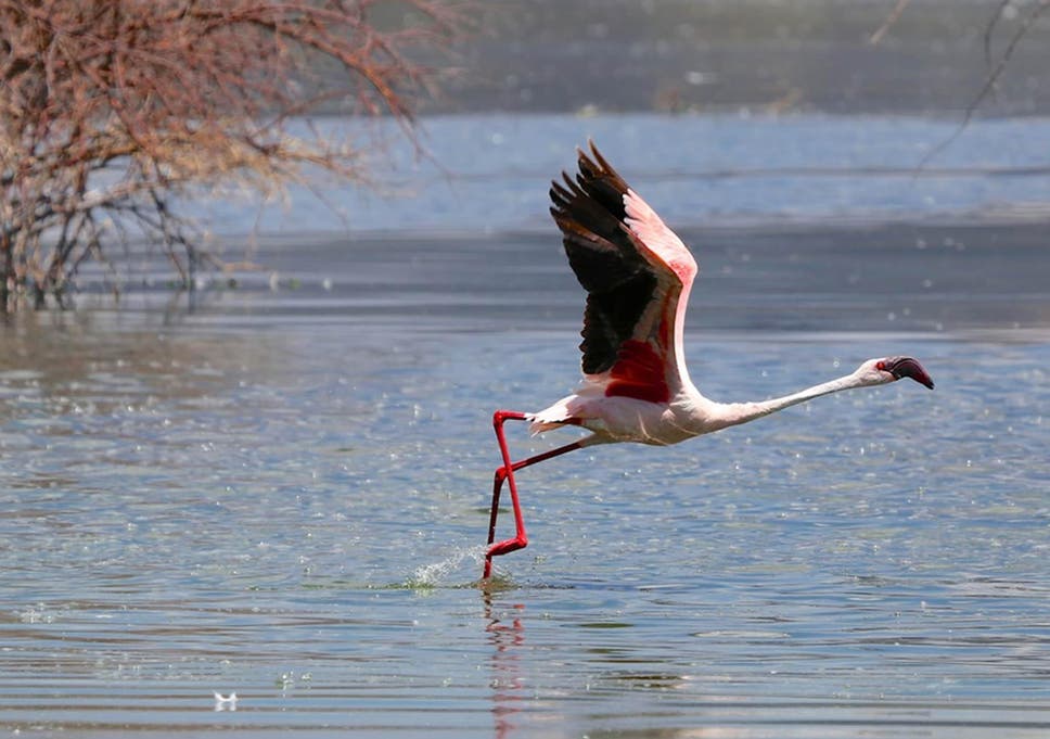 Africa S Most Toxic Lakes Are A Paradise For Fearless Flamingos