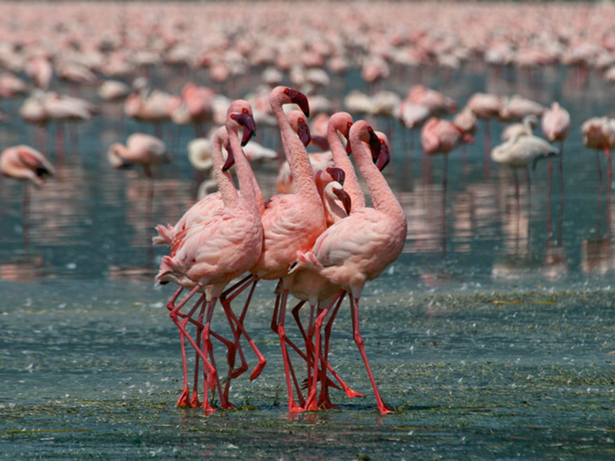 Lesser flamingos’ Latin name Phoeniconaias minor means ‘little crimson water nymph’, an apt description of their dancing, ballet-style moves