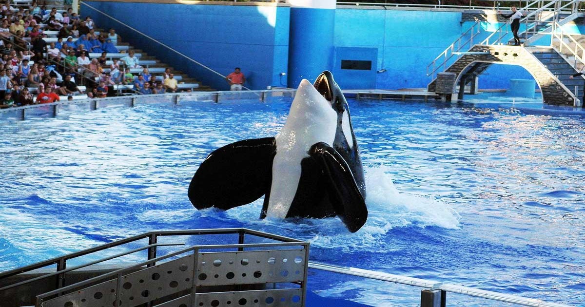 An obituary for Tilikum, SeaWorld's saddest orca | The Independent | The  Independent