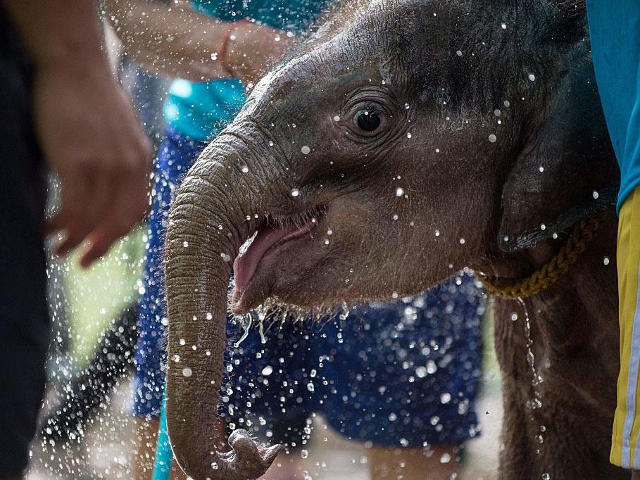 Keepers splash Clear Sky with water to prepare her for the pool