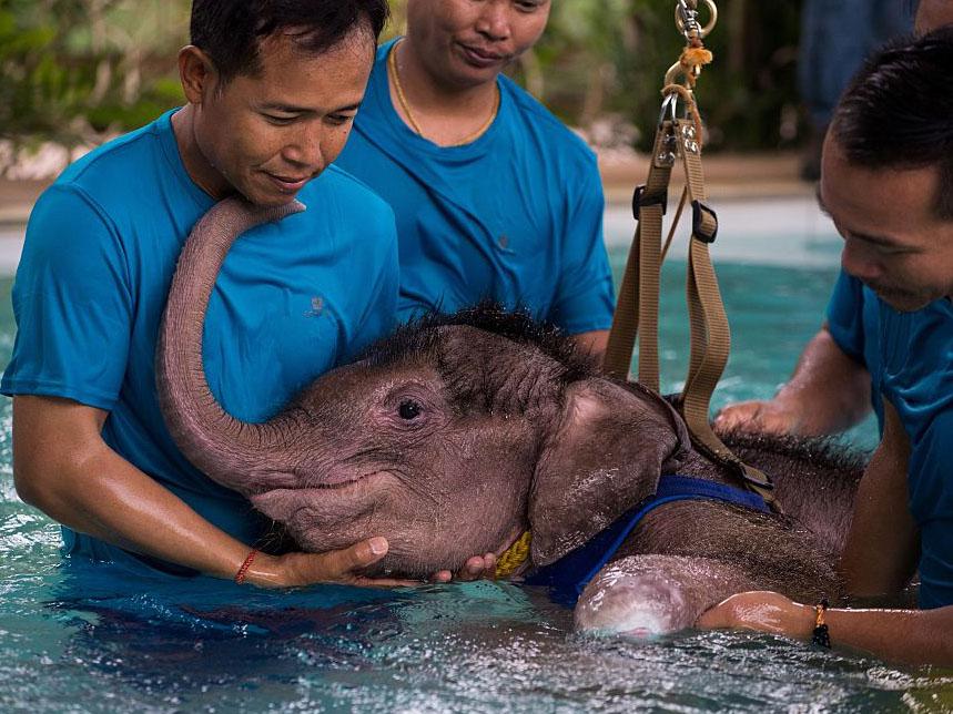 The six-month-old elephant reached out to her keepers for support