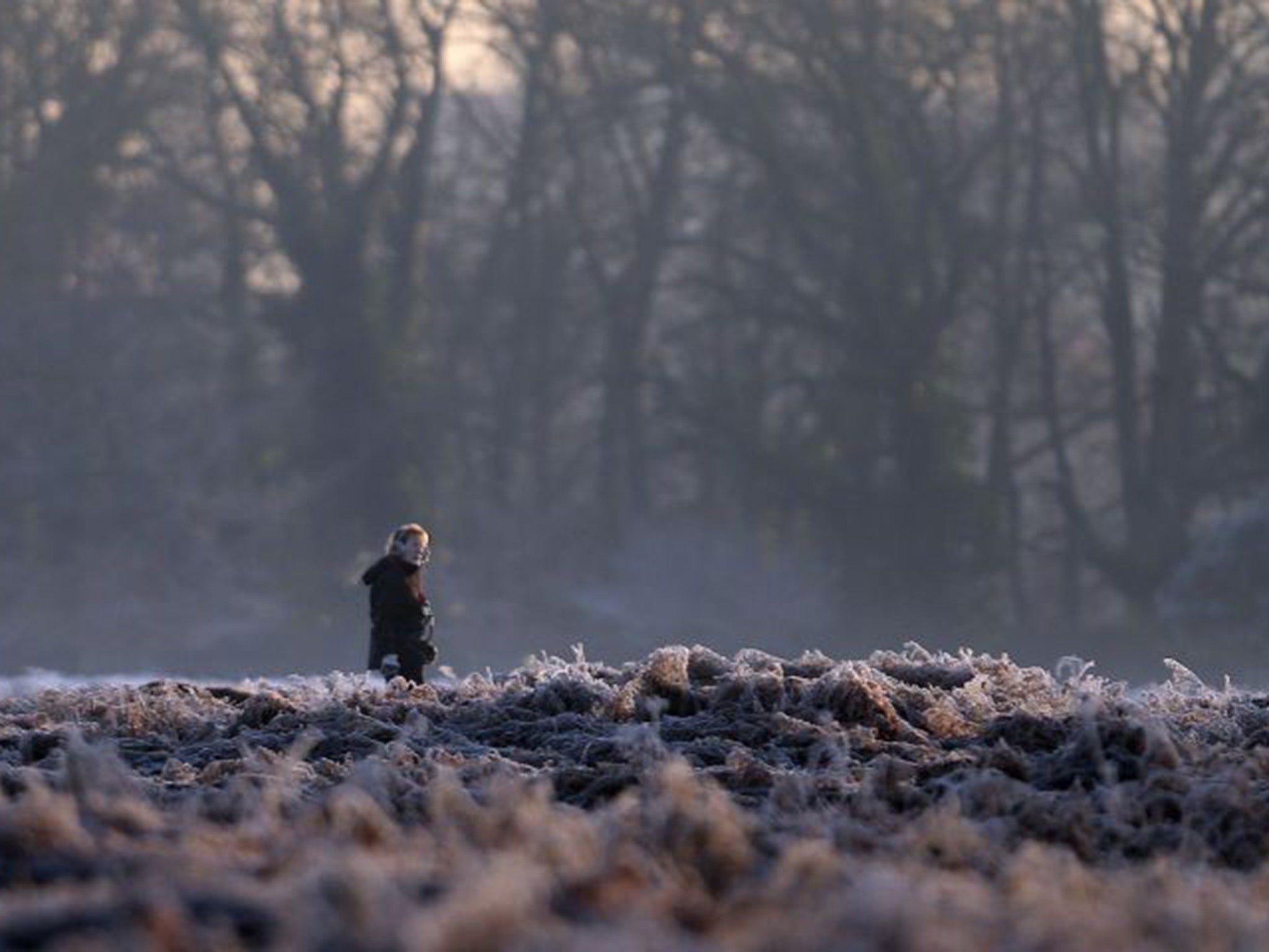 A dog walker in Bushy Park, south west London after overnight temperature drop below freezing across the capital