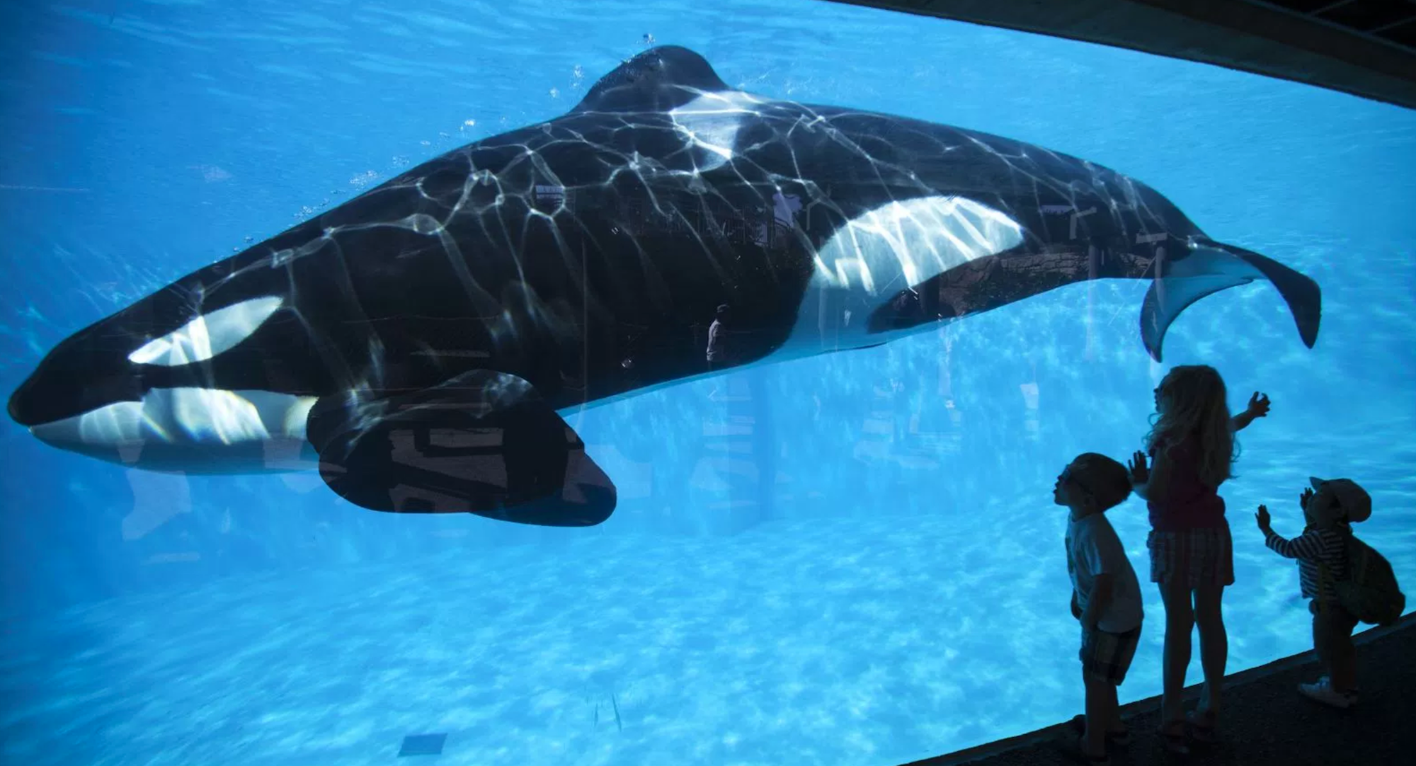 A captive killer whale swims in its tank