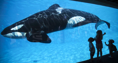 SeaWorld San Diego ends its killer whale show