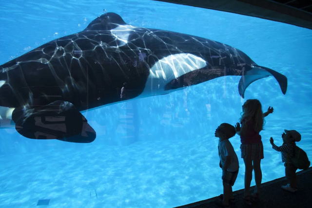 A captive killer whale swims in its tank