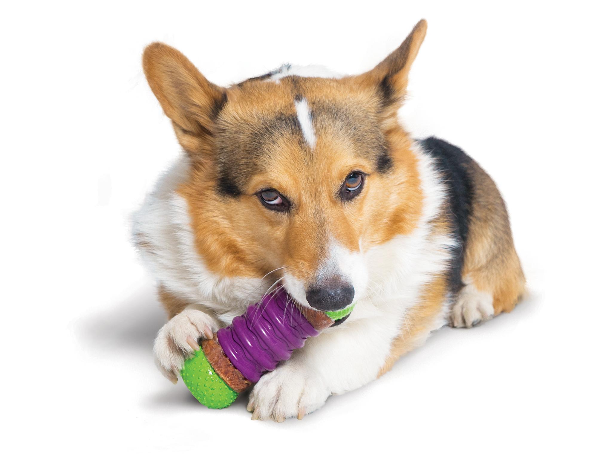 11 Best Tough Dog Toys The Independent