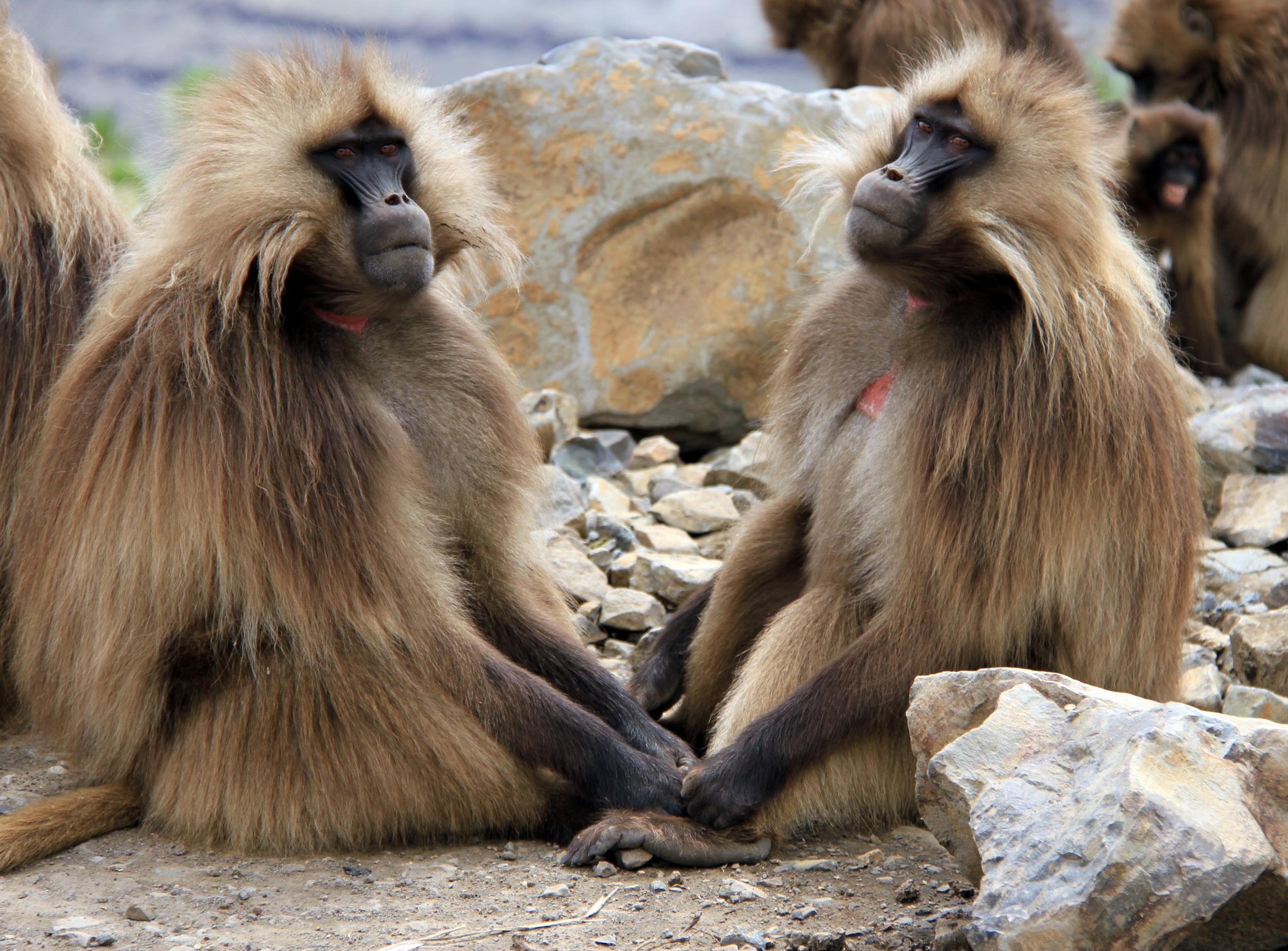 Gelada monkeys are a common sight in the Simien Mountains