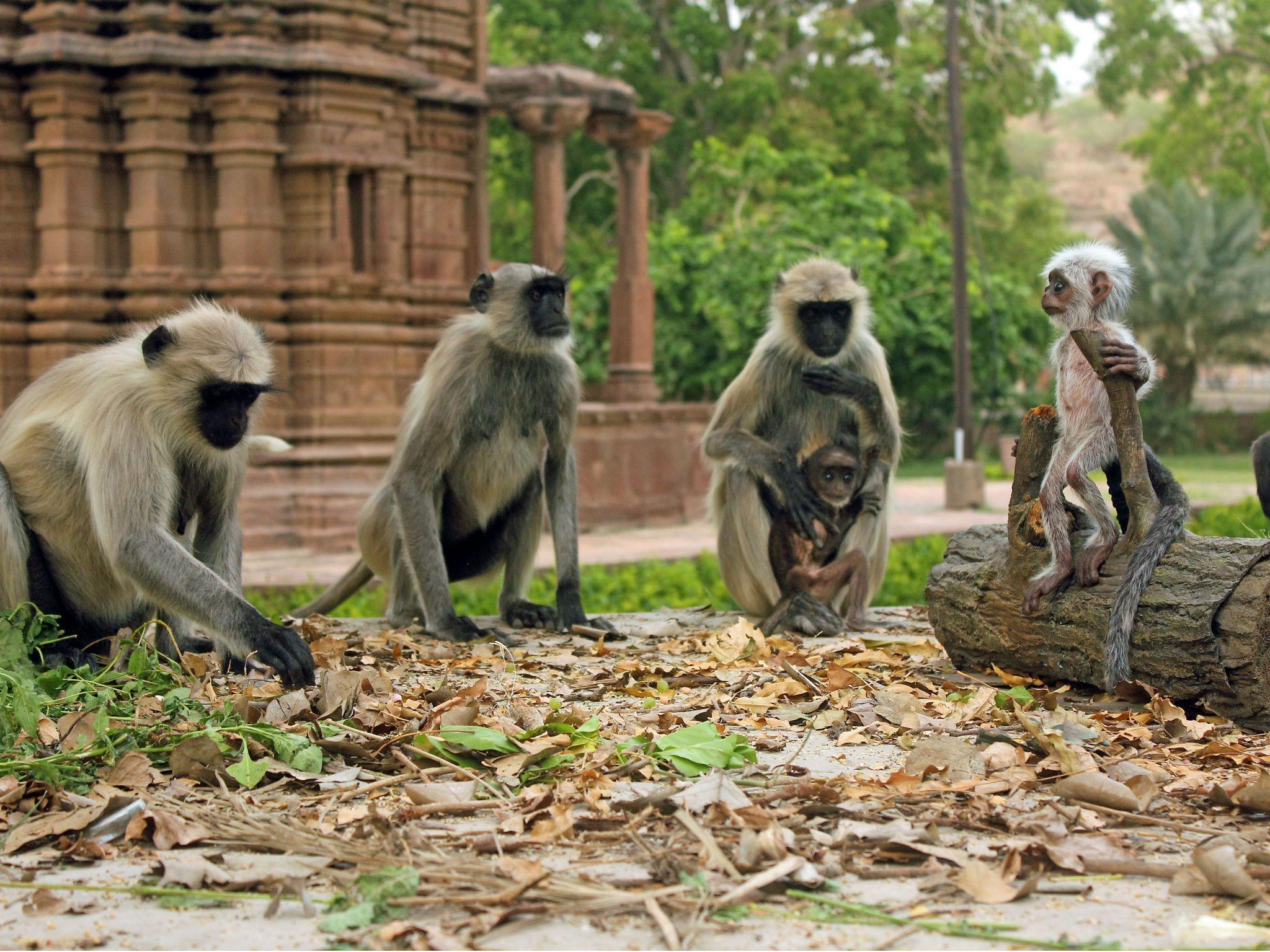 Langur monkeys looking at spy langur in India in BBC's 'Spy in the Wild'