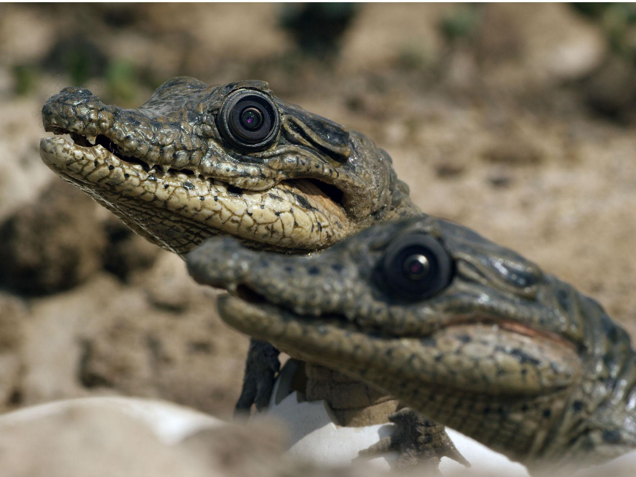 A spy crocodile with hatchlings in Uganda in BBC's 'Spy in the Wild'