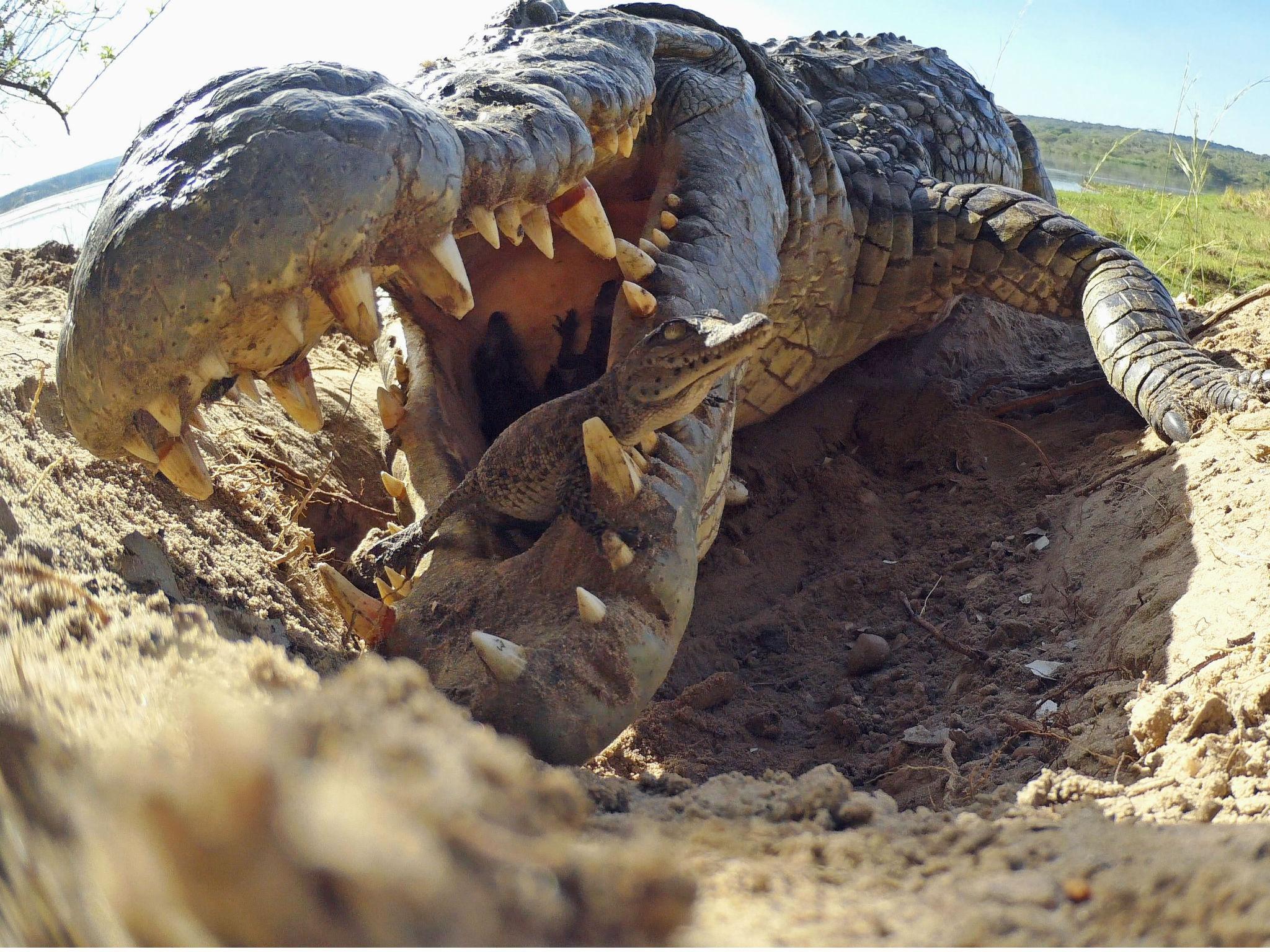 Crocodile with young in her mouth in Uganda in BBC's 'Spy in the Wild'