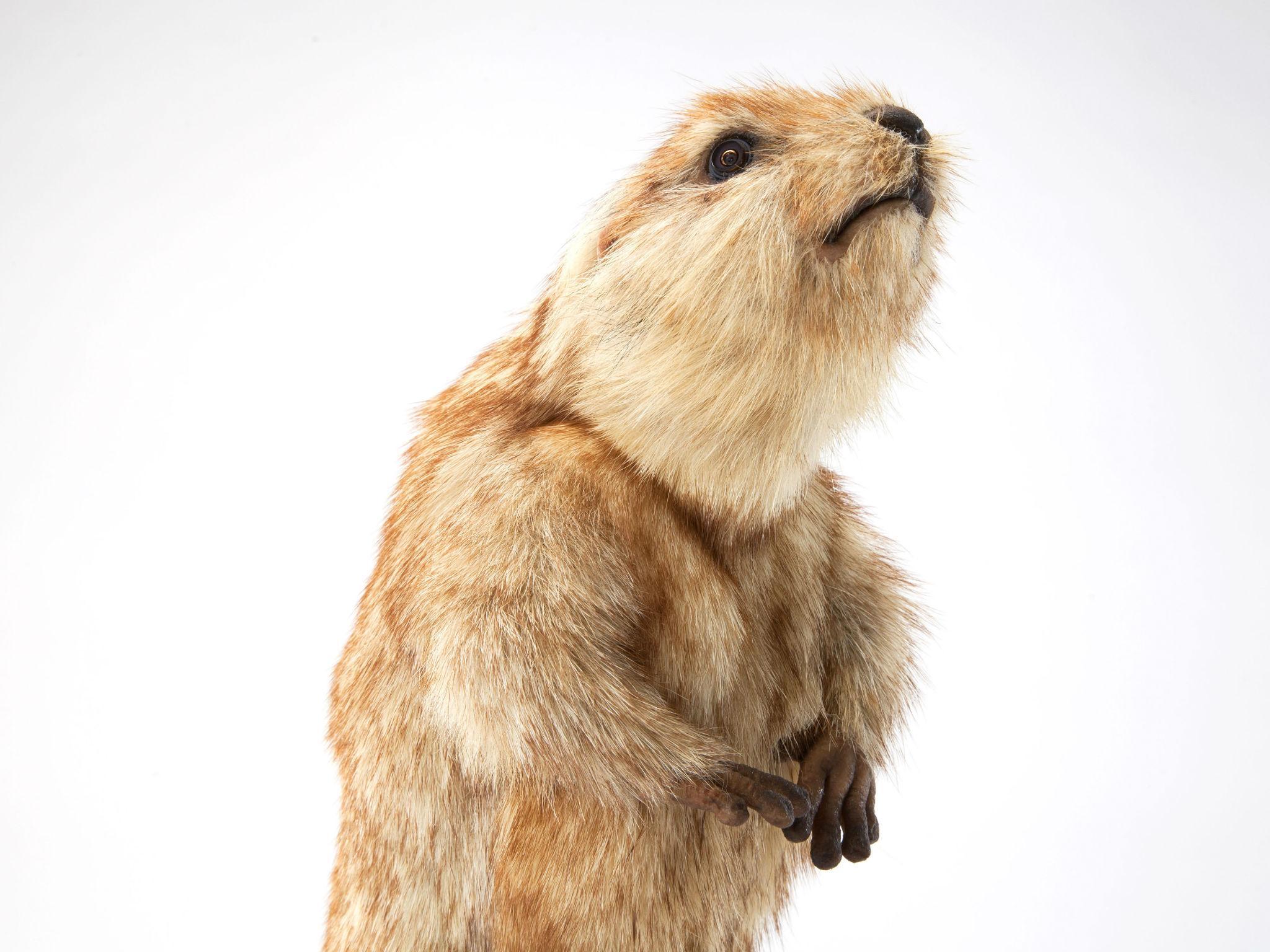 Spy prairie dog in Colorado, USA in BBC's 'Spy in the Wild' (John Downer productions/Steve Downer )