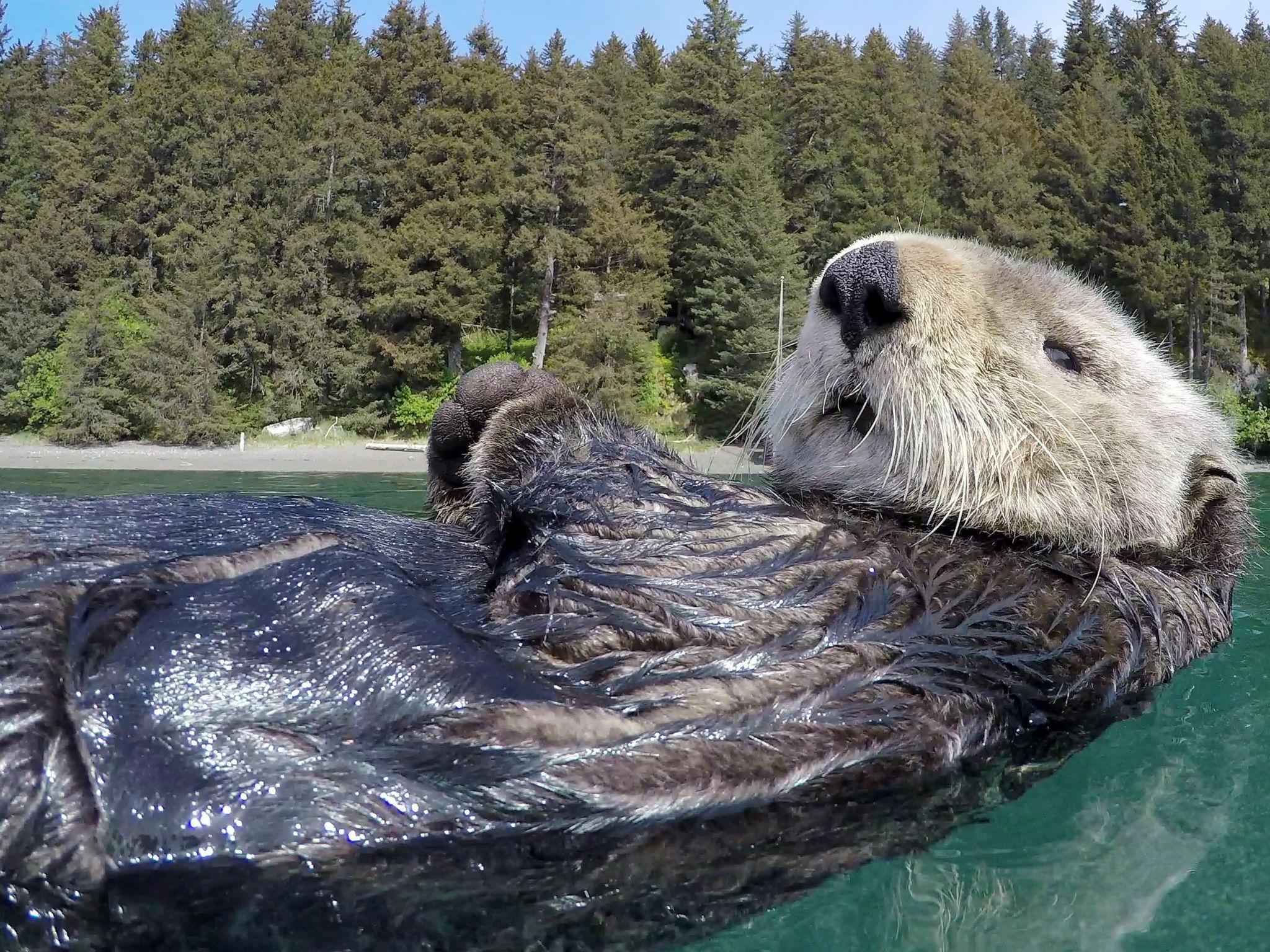 Sea otter floating on its back, taken from spy sea otter in Alaska in BBC's 'Spy in the Wild' (John Downer Productions/Huw Williams )