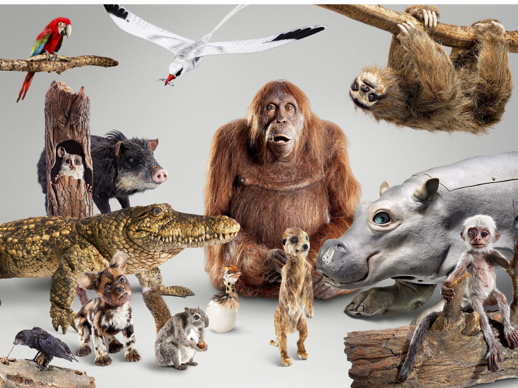 The fake animal robots used in BBC's 'Spy in the Wild' (John Downer Productions/Steve Downer )