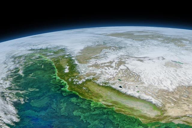 A satellite image of the US West Coast taken in 2016 shows dark green colours near the continental margin, indicating blooms of phytoplankton, some of which produced toxins