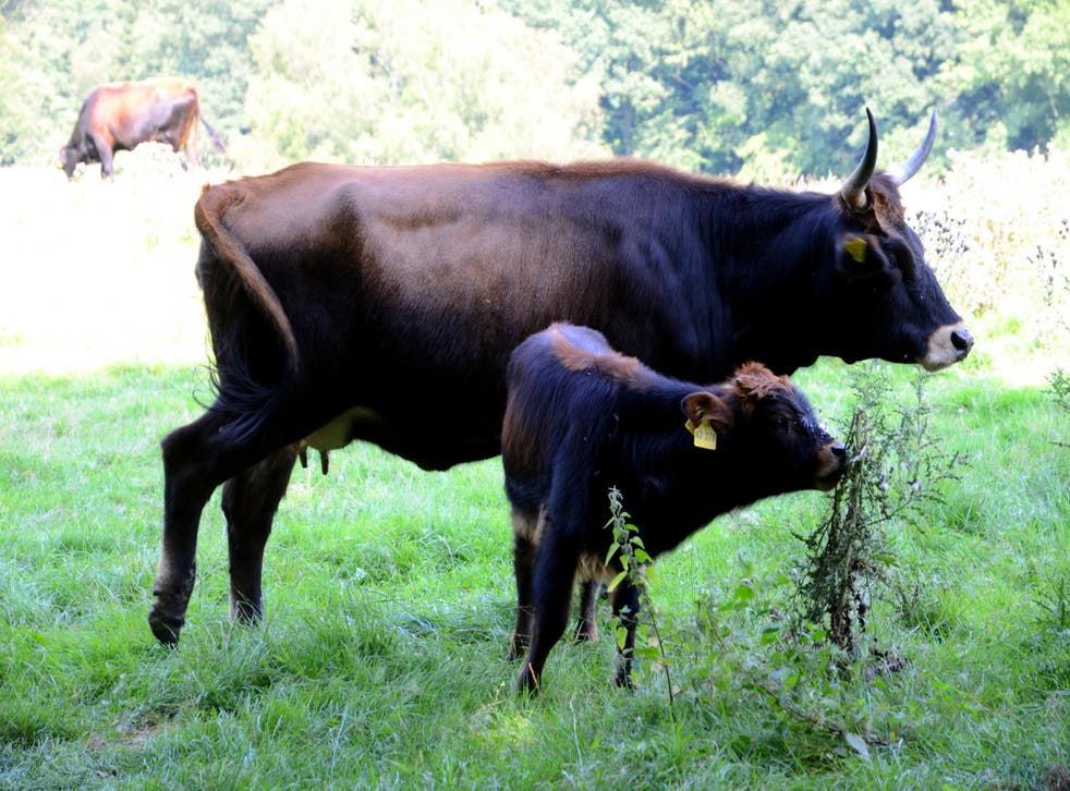 An aurochs and her calf