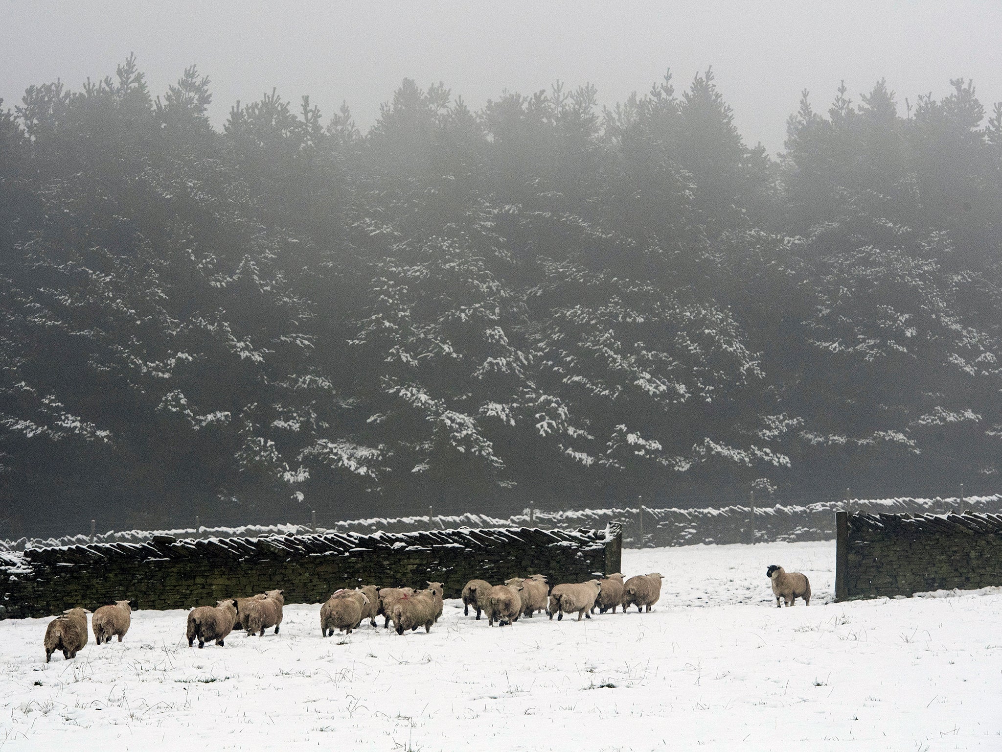 ‘We could get some blizzard-type conditions, especially at height,’ warns the Met Office