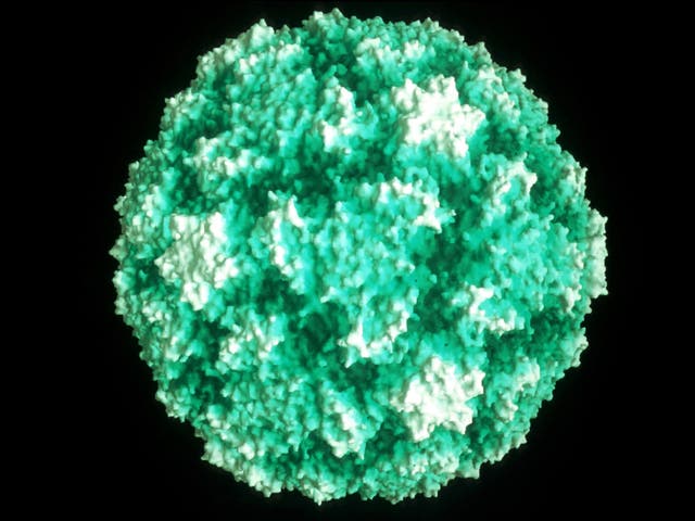 A close-up of a rhinovirus, which causes the common cold