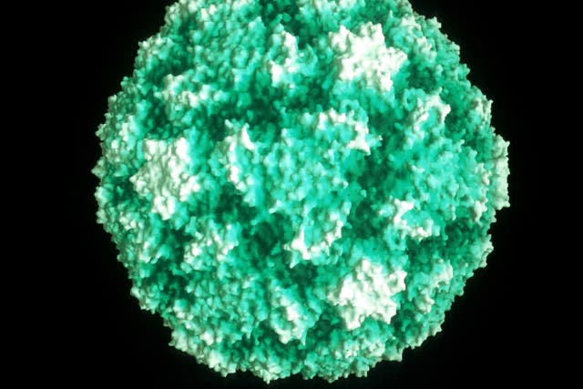 A close-up of a rhinovirus, which causes the common cold