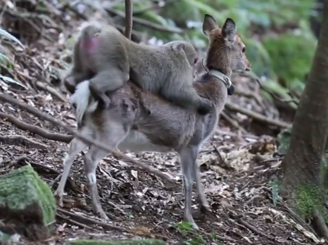 Two animals from totally different species found having sex by scientists The Independent The Independent pic