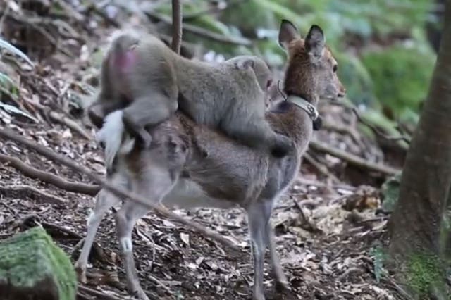 A screengrab from footage captured of a macaque and female sika deer copulating