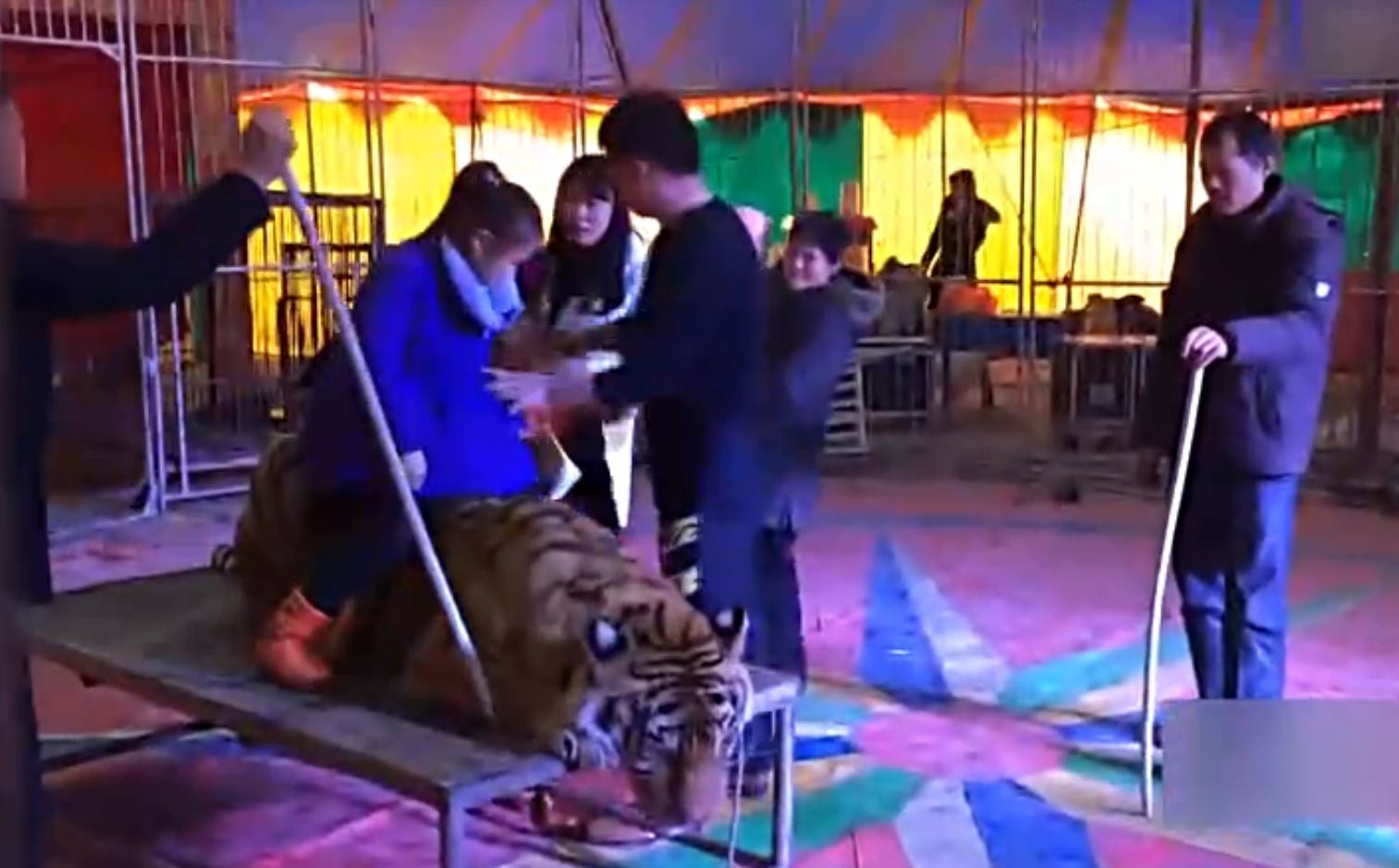 The video shows the tiger being aggressively tied down by its body and legs
