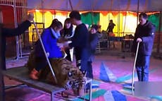 Chinese circus ties down tiger for visitors to sit on