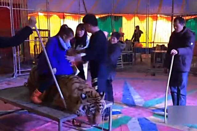 The video shows the tiger being aggressively tied down by its body and legs