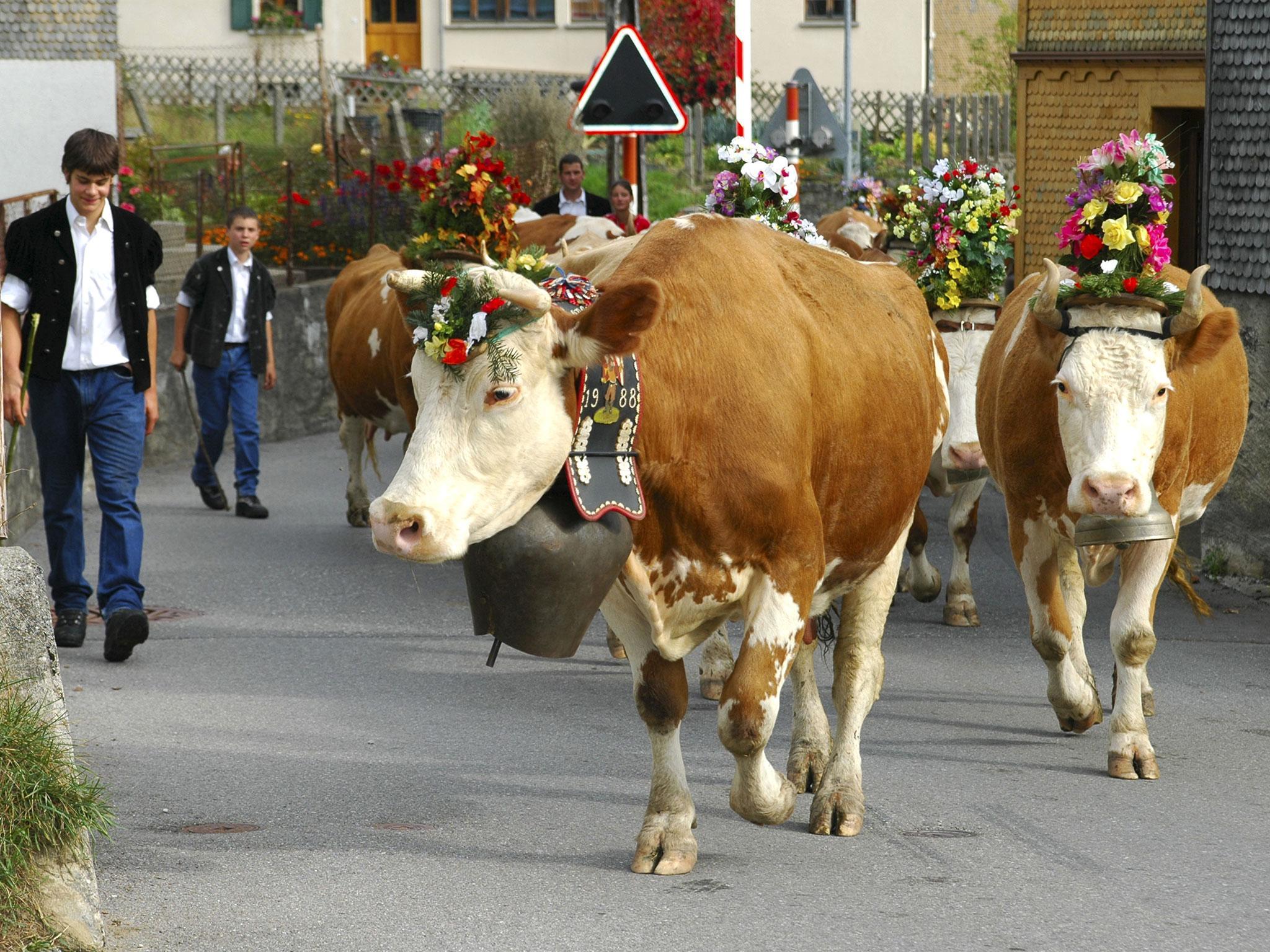 Ms Holten had objected to the tradition of cows wearing bells on animal rights grounds