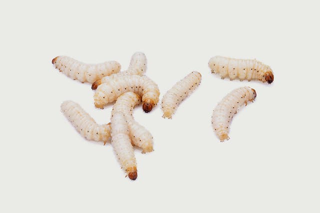 Newly-hatched larvae can turn a stagnant ulcer into a clean and healthy healing wound within a matter of days