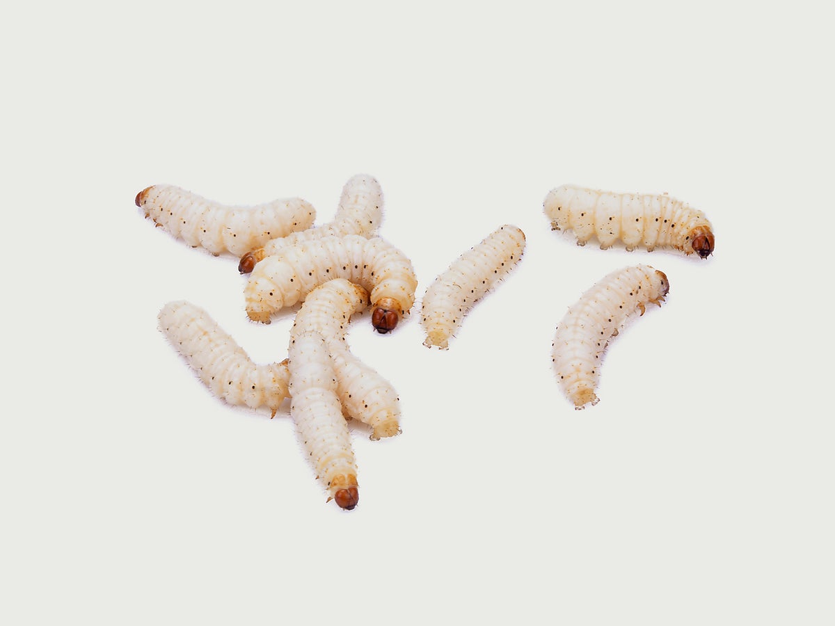 Creepy, crawly maggots are actually a medical powerhouse, The Independent