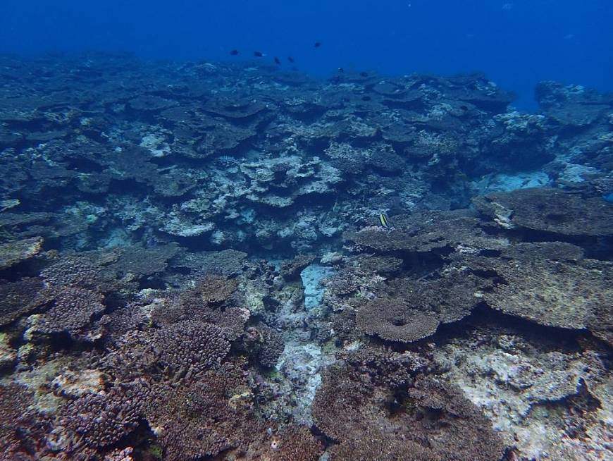 Coral bleaching in the Sekiseishoko area in Japan