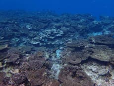70 per cent of Japan's biggest coral reef is dead 
