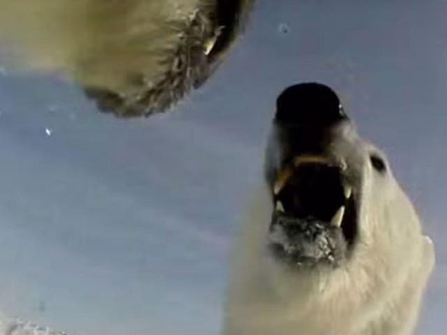 The footage showed the polar bear interacting with a friend and diving into gaps in the sea ice