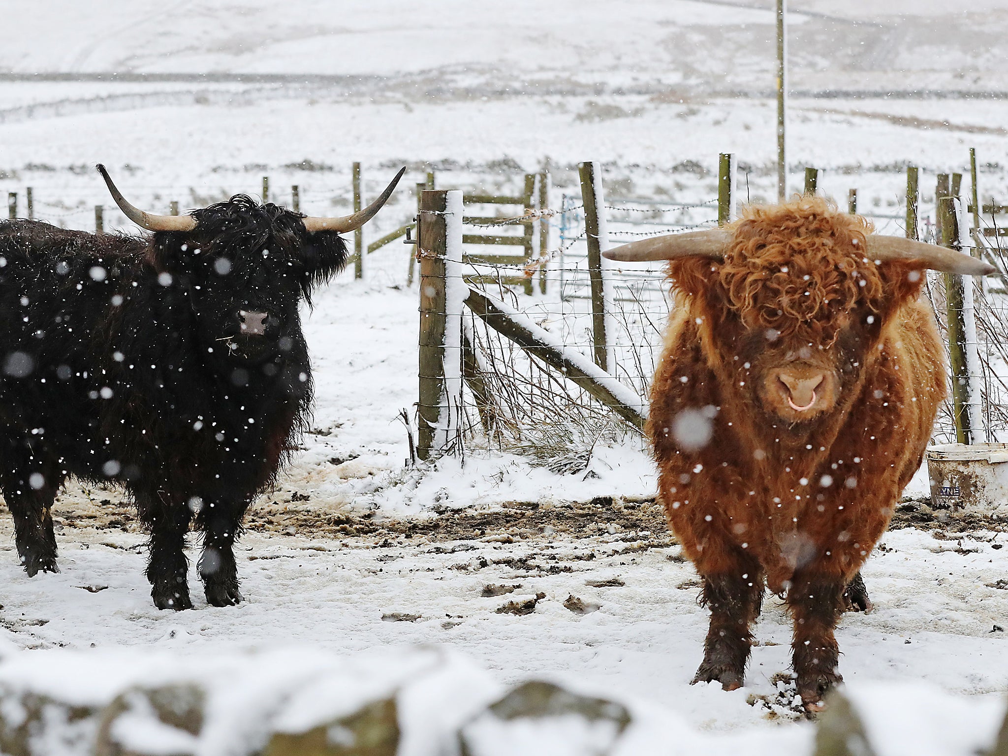 Despite having a special breed of cattle designed to cope with the cold weather, Scots have no problems believing scientists about climate change