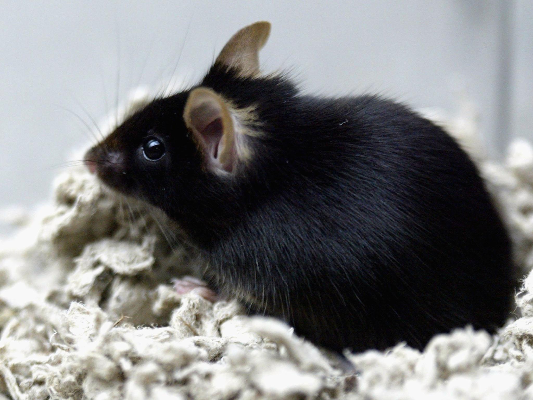 cute black mouse