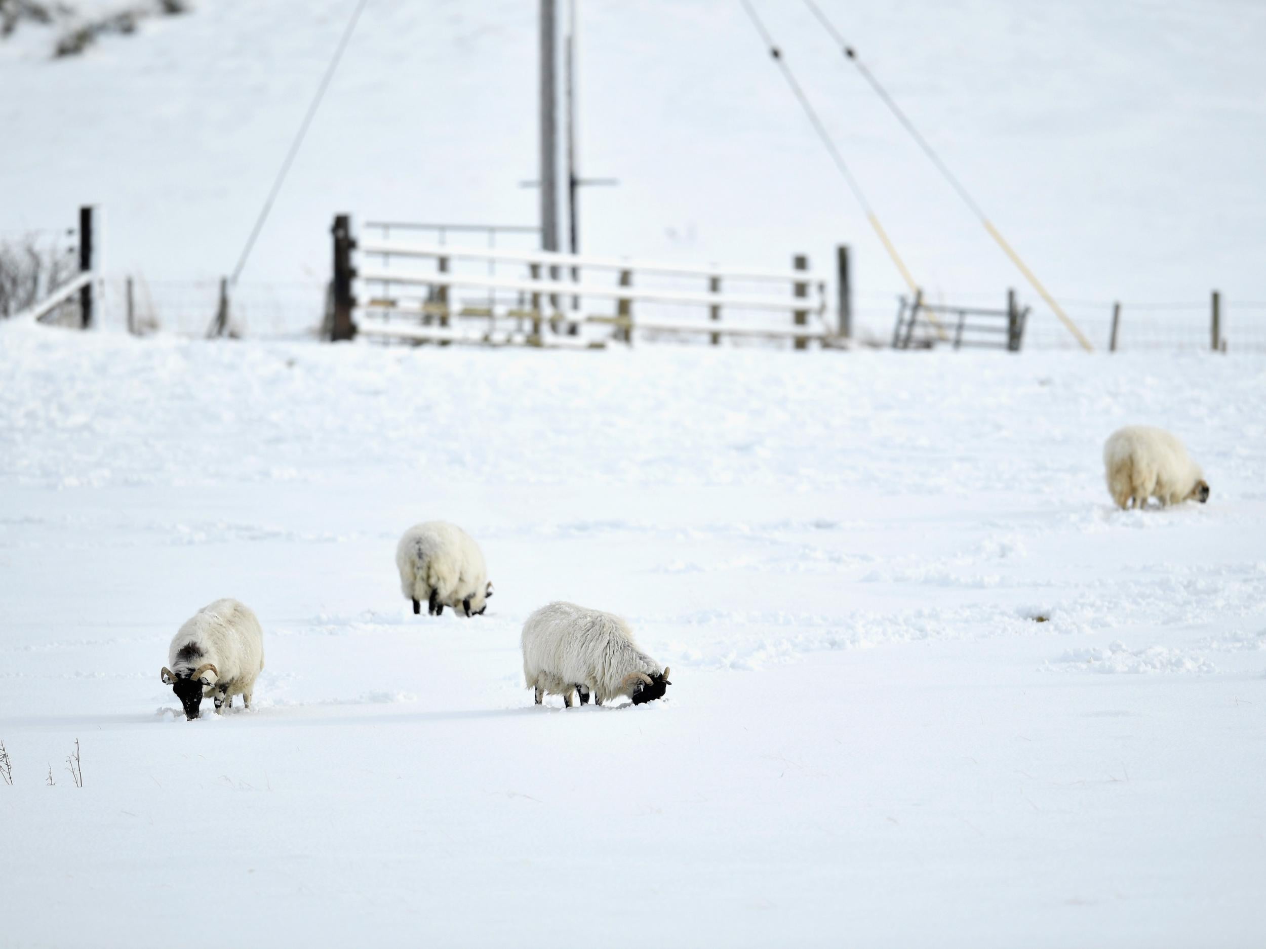 A thick blanket in Newtonmore, Scotland Jeff J Mitchwell/Getty