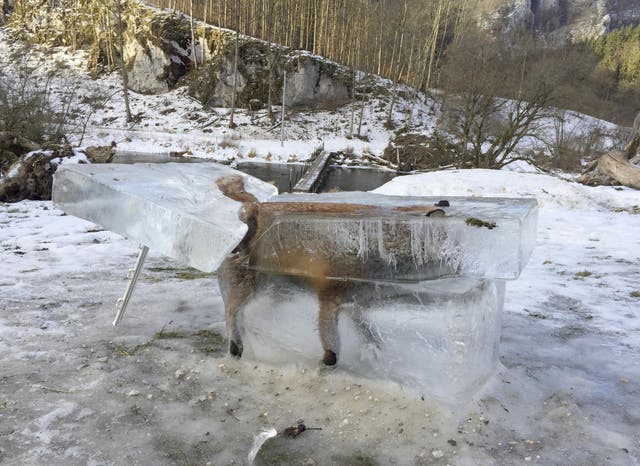 A block of ice containing a drowned fox who broke through the thin ice of the Danube