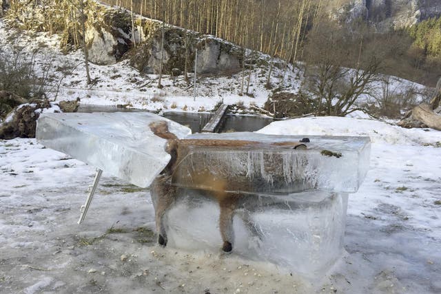 A block of ice containing a drowned fox who broke through the thin ice of the Danube