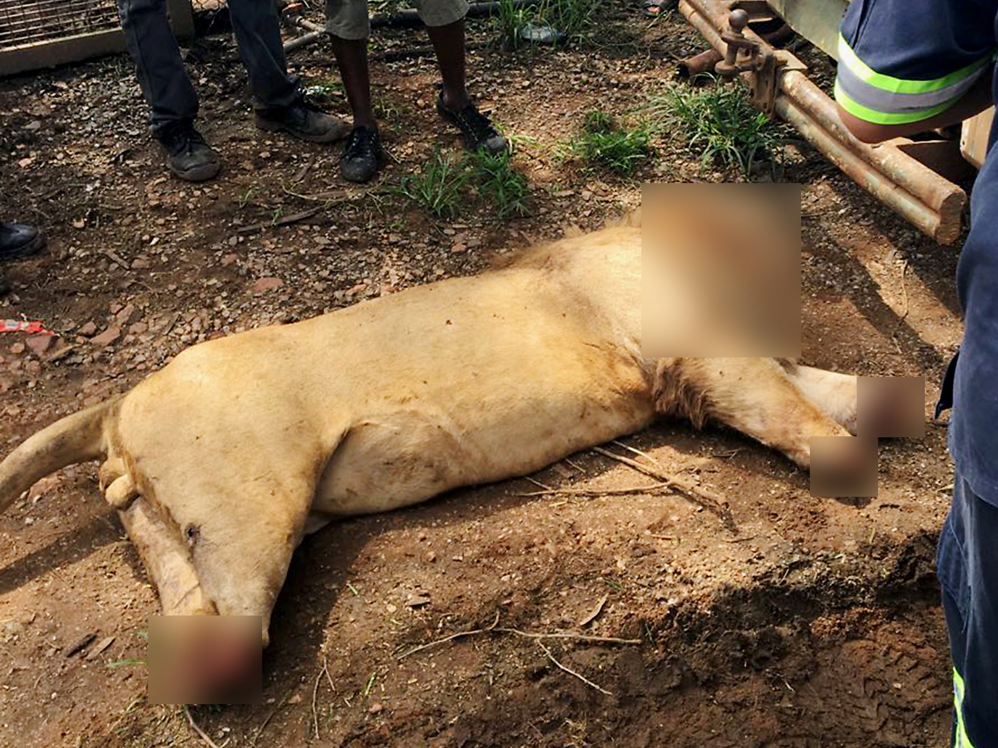 The corpse of a lion, with decapitated head and chopped off paws at a game lodge in Limpopo province, South Africa, after being found by staff. Police spokesman Moatshe Ngoepe said that the lions were fed poisoned meat before they were mutilated