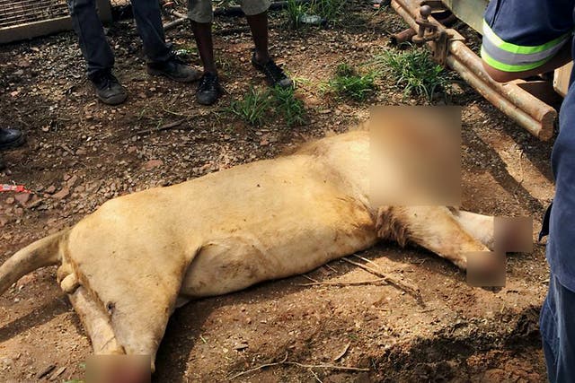 The corpse of a lion, with decapitated head and chopped off paws at a game lodge in Limpopo province, South Africa, after being found by staff. Police spokesman Moatshe Ngoepe said that the lions were fed poisoned meat before they were mutilated