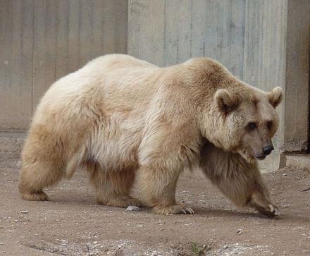 Syrian brown bears: Unveiling a hidden side of the Middle East